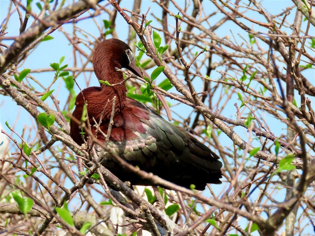 Foto vista ad angolo basso di un uccello appoggiato su un albero