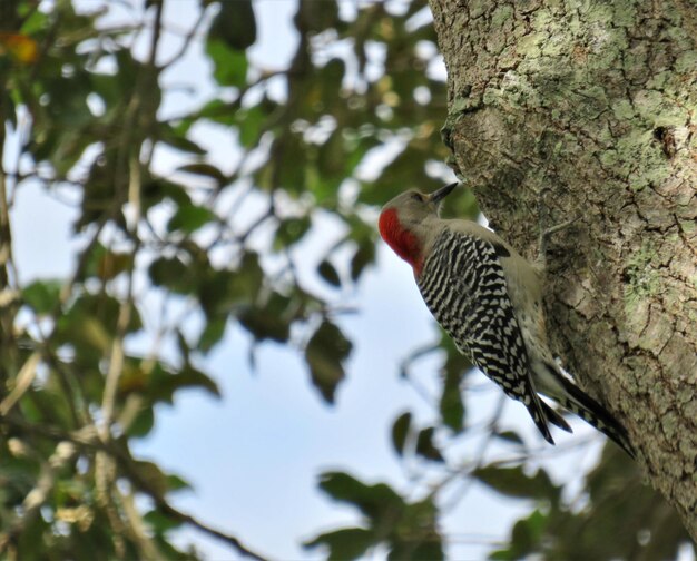 Low angle view of bird perching on tree