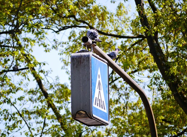 Photo low angle view of bird perching on a tree