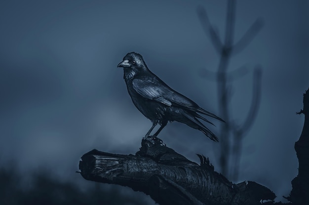 low angle view of bird perching on a tree