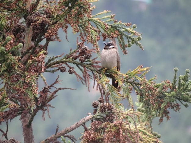 Foto vista ad angolo basso di un uccello appoggiato su un albero