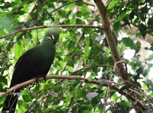 Photo low angle view of bird perching on tree