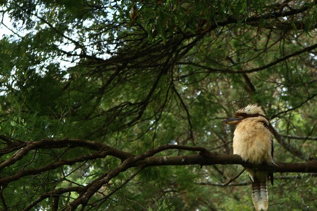 Low angle view of bird perching on tree