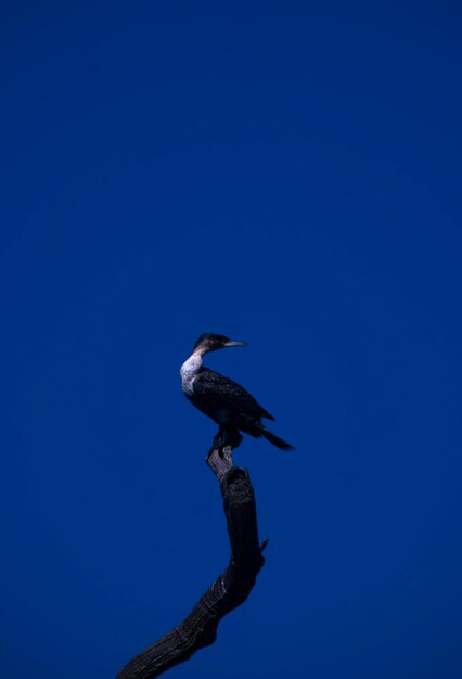 Photo low angle view of bird perching on a tree