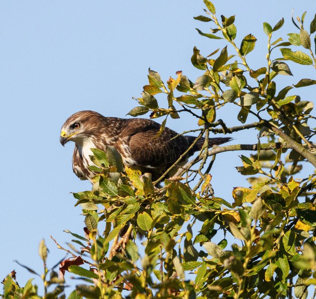 Foto veduta a bassa angolazione di un uccello appollaiato su un albero