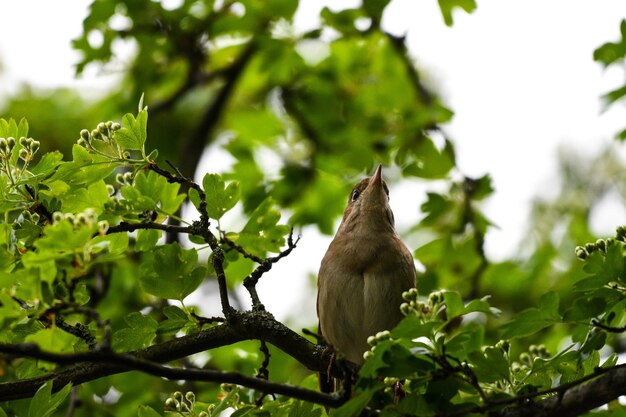 Low angle view of bird perching on tree