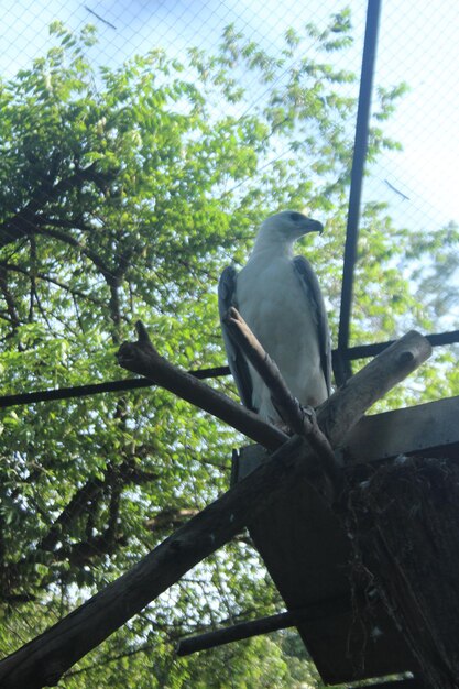 Low angle view of bird perching on tree