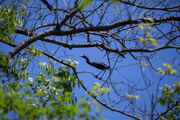Photo low angle view of bird perching on tree