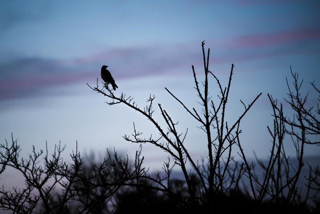 Photo low angle view of bird perching on tree