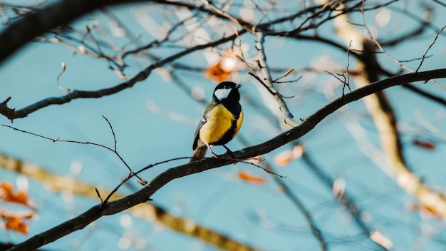 Низкоугольный вид птицы, сидящей на дереве