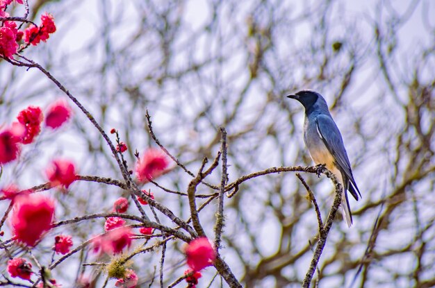 Low angle view of bird perching on tree