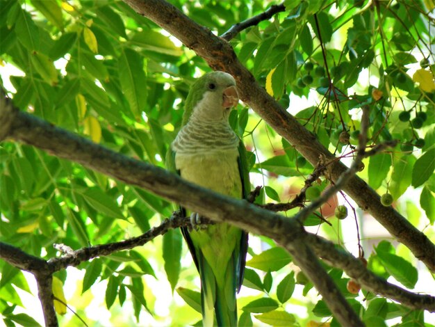 Photo low angle view of bird perching on tree