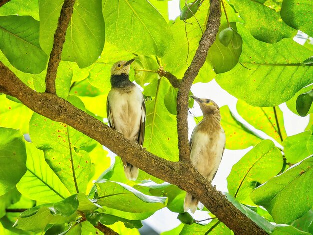 Low angle view of bird perching on tree