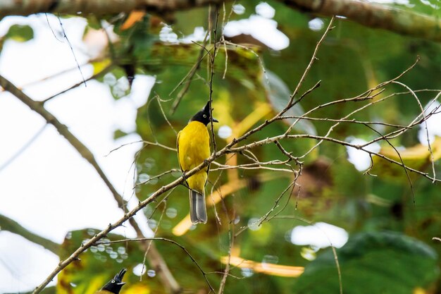 Low angle view of bird perching on tree