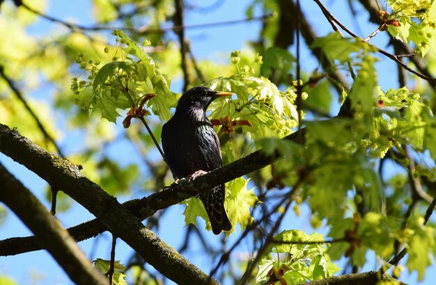 Low angle view of bird perching on tree