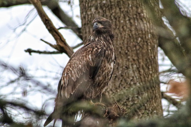 木の上に座っている鳥の低角度の景色