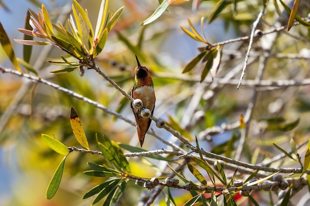 Photo low angle view of bird perching on tree