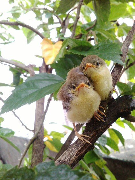 Photo low angle view of bird perching on tree