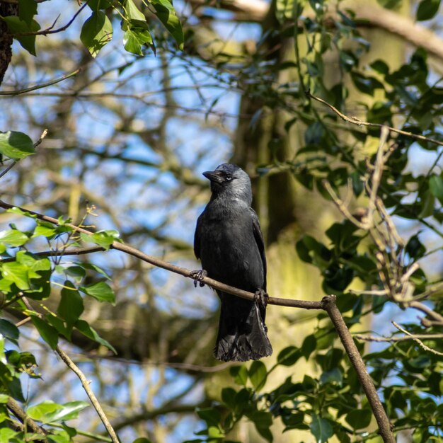 Low angle view of bird perching on tree