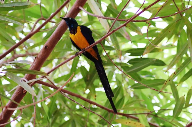 Low angle view of bird perching on tree