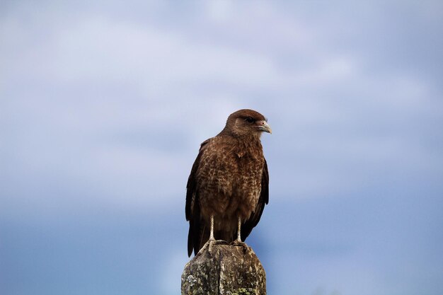 Foto vista ad angolo basso di un uccello appoggiato al muro