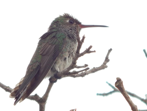 Photo low angle view of bird perching on wall