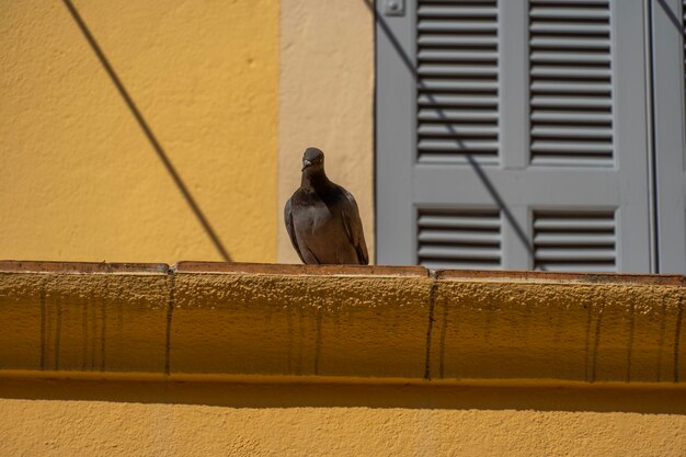 Low angle view of bird perching on wall