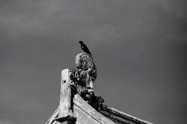 Low angle view of bird perching on a wall