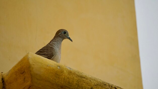 Low angle view of bird perching on wall
