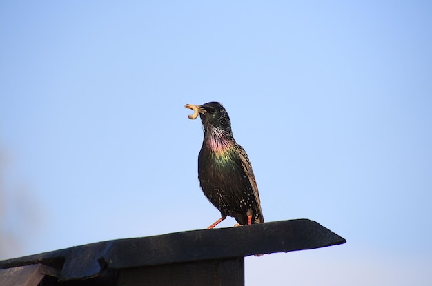 Foto vista ad angolo basso di un uccello appoggiato sul legno contro il cielo