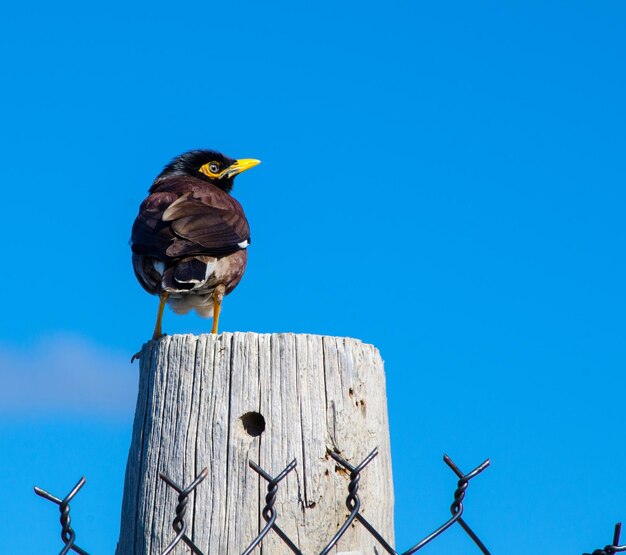 Low angle view of bird perching on wooden post against clear blue sky