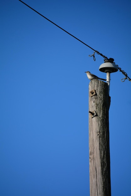 Low angle view of bird perching on wooden post against sky