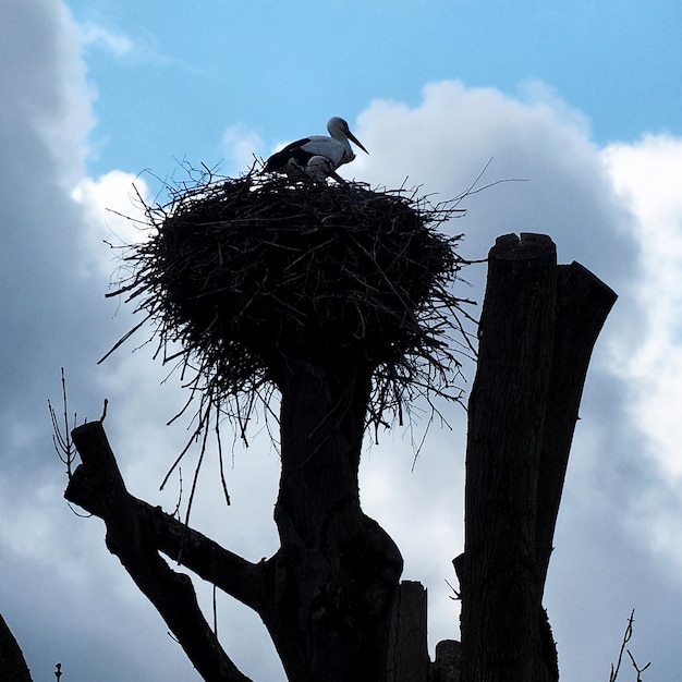 Low angle view of bird perching on wooden post against sky