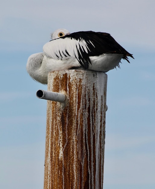 Foto vista ad angolo basso di un uccello appoggiato su un palo di legno