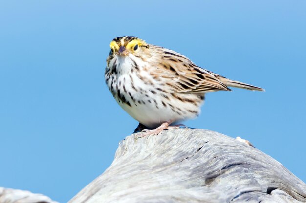 Low angle view of bird perching