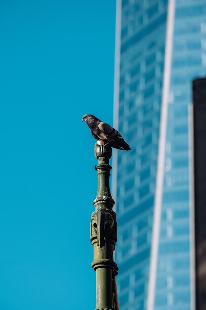 Low angle view of bird perching