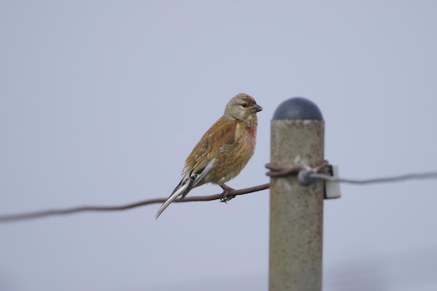 鳥が座っている低角度の景色