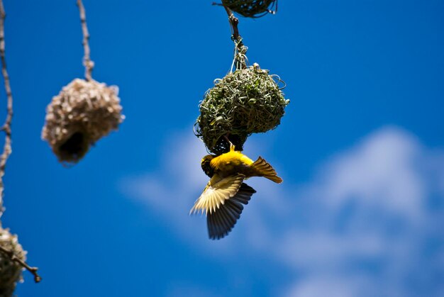 Low angle view of bird on plant against sky