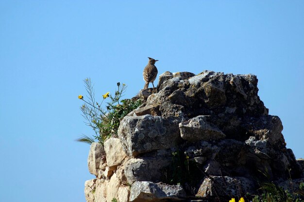 Low angle view of bird on rock against clear blue sky