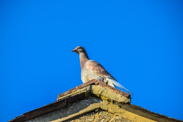 Low angle view of bird on roof against clear blue sky