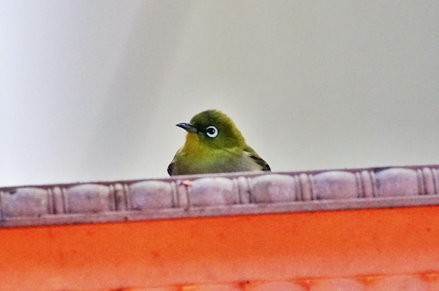 Low angle view of bird on roof