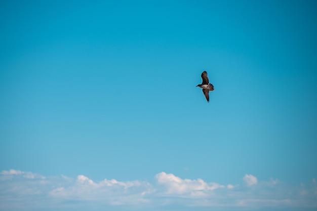 Low angle view of bird seen flying