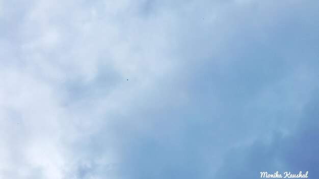 Low angle view of bird in sky