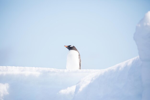 Low angle view of a bird on snow