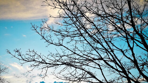 Low angle view of bird on tree against sky