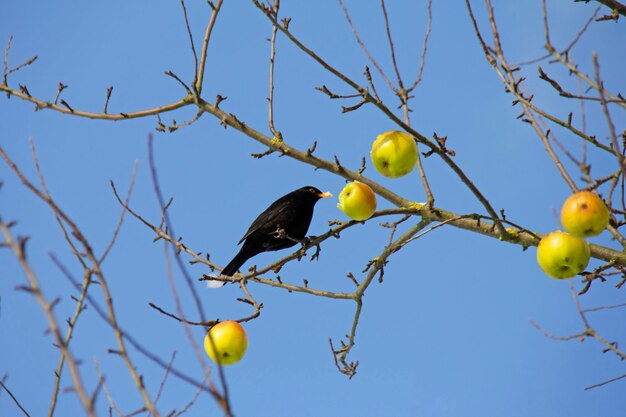 Low angle view of bird on tree against sky