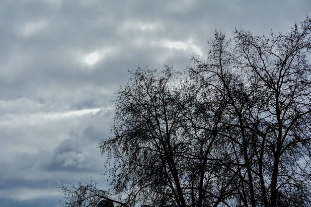 Low angle view of bird on tree against sky