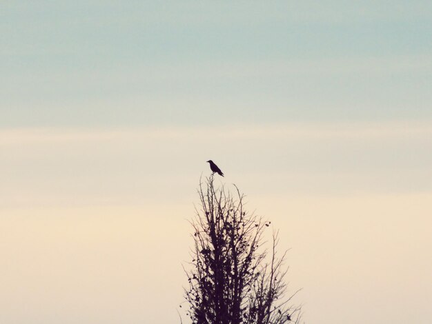 Photo low angle view of a bird on tree against sky