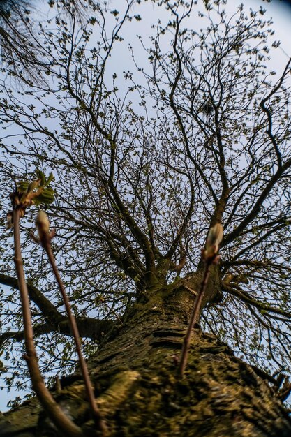 Foto vista ad angolo basso di un uccello sull'albero