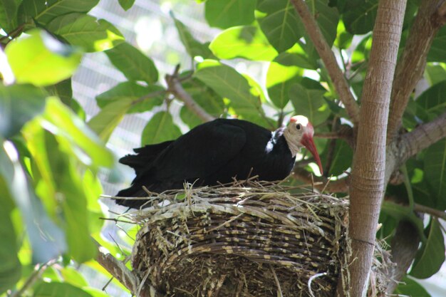 Low angle view of bird on tree